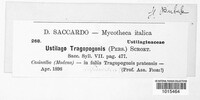 Microbotryum tragopogonis-pratensis image